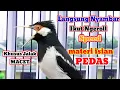 Download Lagu KICAU Jalak Suren Full isian MEWAH ! AUTO Bongkar Isian Jalak Suren Segala Kondisi Pasti GACOR MP3