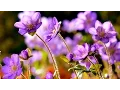 Download Lagu FLOWERS CAN DANCE!!! Amazing nature/ Beautiful blooming flower time lapse video