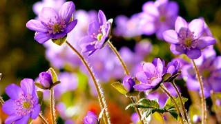 FLOWERS CAN DANCE Amazing Nature Beautiful Blooming Flower Time Lapse Video 