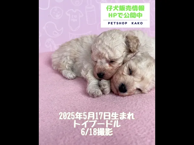 動画