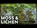 Moss Lichen Which One Is Actually a Plant