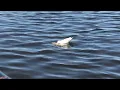 Hungry Seagull eating Saginaw River sushi