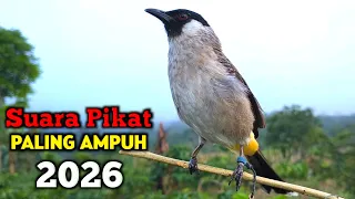 suara burung kutilang gacor terbaik di 2026 ampuh untuk masteran pikat
