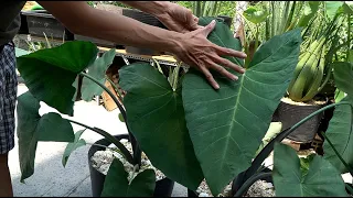 Trồng cây dọc mùng tím, cây môn ngọt tím | Planting Purple Giant Taro