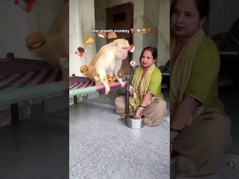 #Monkey #Hungry & #Angry #Funny #Monkeys #MonkeyVideo