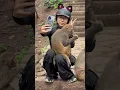 Download Lagu This Monkey Just Outsmarted Everyone! 🐒💡