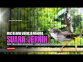 Burung Ciblek Semi Gacor NGEBREN Variasi cocok Untuk Masteran Ciblek dan Pancingan Ciblek BAHAN