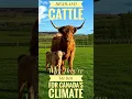 Why Highland Cattle Are The Best For Canada - HARTELL HOMESTEAD