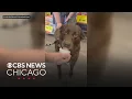 Pet Supplies Plus stores hold summer parties for Chicago pet group