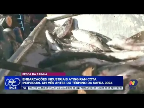 Pesca da tainha em SC: embarcações industriais esgotam cota de 2024 antecipadamente