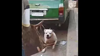 كلبى ده كلب اتريللل دندنها