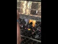 Allenwood DCT Mock Prison Riot 2016