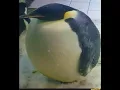 Download Lagu Im da biggest bird🦅🦅🦅🦅