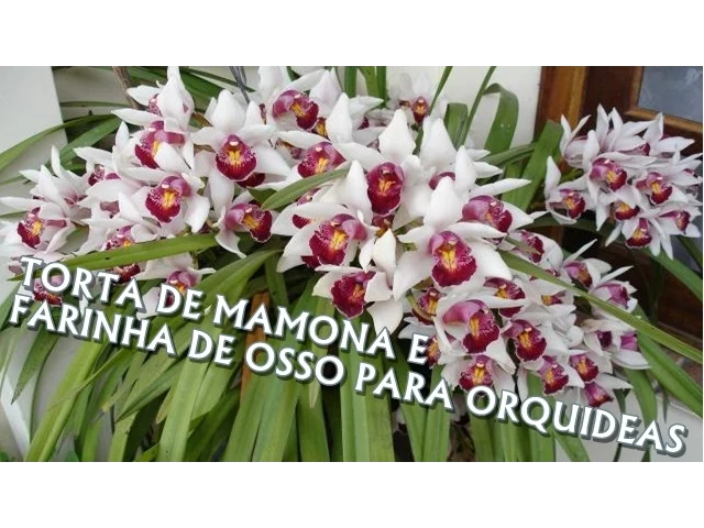ADUBAÇÃO ORGÂNICA PARA ORQUÍDEA
