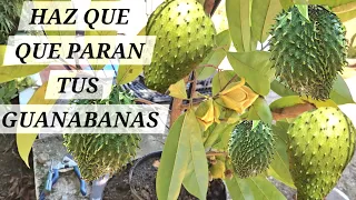 COMO HACER QUE TUS GUANABANAS SE LLENEN DE FRUTO EN CUALQUIER TIEMPO polinizacion manual