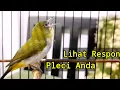Download Lagu 100% Dengan Cepat Buxtoni Betina Menaikan Birahi Burung Pleci Bahan Cepat Bunyi (11/9/21)