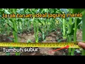 Download Lagu Pemberian jarak tanam yg ideal jagung manis agar tumbuh subur