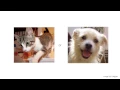 Machine Learning Project - Cats and Dogs