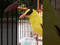 Download Lagu BURUNG KEPODANG