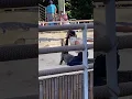 Man rides alligator Crazy