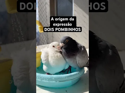 Como eu vou ser triste se eu tenho pombos?!