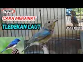 Lagu Perawatan Harian Burung Tledekan Laut Bahan  🐦