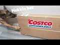Unboxing pet bed with my dogs Costco haul