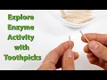 Explore Enzyme Activity with Toothpicks STEM Activity