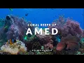Coral Reefs of Amed | A Hidden Gem For Divers | Bali | Indonesia | 4K HDR | 2024
