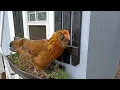 Download Lagu Ayam terdengar sangat aneh dalam gerakan lambat