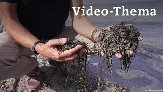 Deutsch lernen mit Videos | Seegras für den Hausbau | mit deutschen Untertiteln