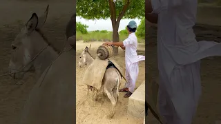 ض ع الر ج ل ال ـم ر ح اة الخ ش ب ي ة ع ل ى ظ ه ر ال ح م ار 