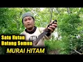 Download Lagu Sekali Bunyi,Burung Sehutan Berdatangan.Mikat Burung Murai Hitam,Murai Irian,Murai Papua