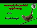 Download Lagu suara Mp3 pikat perkutut ngajak tarung 100% ampuh banget #pemikat desa