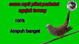 suara Mp3 pikat perkutut ngajak tarung 100% ampuh banget #pemikat desa