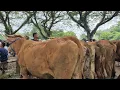 Download Lagu 10.500🔥OBRAL MURAH HAMIL TUA \u0026 KURUSAN NDAK ADA YG BELI | Pasar Sapi Jatirogo