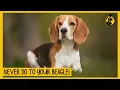 5 Things You Must Never Do to Your Beagle