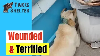 Wounded Stray Dog Hides Her Face Behind Trash Bin Out of Fear:  Ramonas Rescue - Takis Shelter