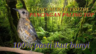 Download Anis Merah Trotol Belajar Bunyi || Pancingan Anis Merah Trotol MP3