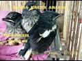 Download Lagu Suara Anakan Kacer Cier Cier//Pancingan Buat Memanggil Indukan Datang
