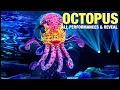 Download Lagu The Masked Singer Octopus: All Clues, Performances \u0026 Reveal