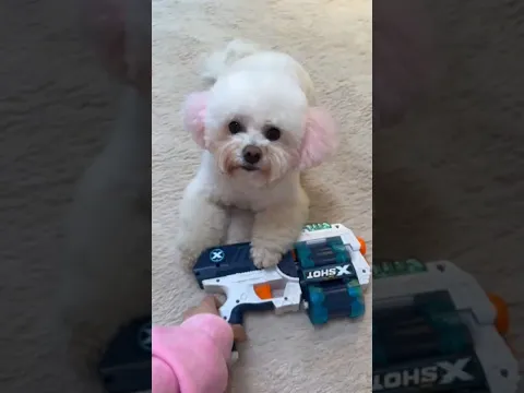 Bella:My silly mother! #dog #bellamaltipushka #funnydog #funny #funnycute