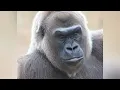 Gladys Porter Zoo says beloved gorilla Penney has died