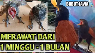 Download PROSES PERKEMBANGAN ANAK BURUNG BUBUT JAWA DARI USIA 1 MINGGU - 1 BULAN MP3