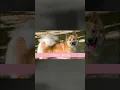 Download Lagu ALL Spitz Dog Breeds