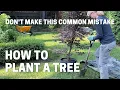 How To Plant a Container Grown Japanese Maple Tree - Don t Make This Common Mistake