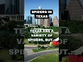 Spider Control in Texas Facts