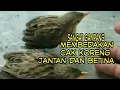 Lagu Cara paling mudah membedakan cak koreng jantan dan betina