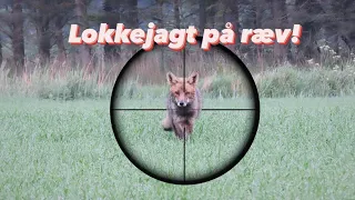 Lokkejagt På Ræv Fox Hunting 5 Killshots 