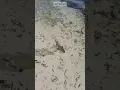 Download Lagu Monster Barracuda attack! Wait for it 😱😱😱 #shorts #viral #subscribe